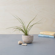 Mini-Basket (with Succulent)